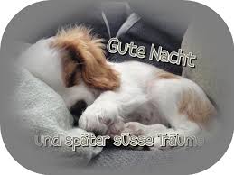 Katzenbabys schlaf schön gute nacht katze tiere guten abend grüße abendgrüße nighty night gute nacht romantische bilder. Gute Nacht Lustig Gute Nacht Kuss Gute Nacht