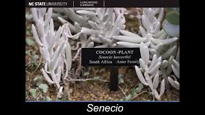 Image result for Solanecio sp.no.1