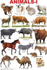 Animals 1 Chart Online In India Buy At Best Price From Firstcry Com 81089 Animals Name In English Learn English English Vocabulary