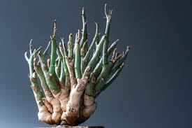 Image result for Euphorbia guerichiana