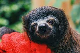 Ali Is A 6 Month Old Rescued Sloth Who Is Currently At Merazonia Rescue Center He Is Getting Stronger And Stronger Everyday And Wil Sloth Animals 6 Month Olds