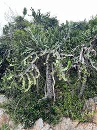 Image result for Euphorbia dawei