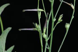 Image result for Schwenckia