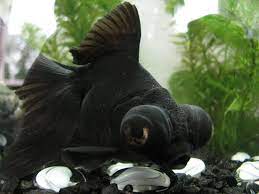 Black fish with big eyes. Black Moor Goldfish Fry Pictures From Day 1 Up To 3 Months Aquarium Advice Aquarium Forum Community