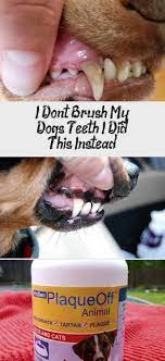 I Don T Brush My Dog S Teeth I Did This Instead Animals I Couldn T Have Included The Juicing Movement On My Pet Dental Care Dog Teeth Dog Teeth Cleaning