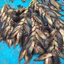 Menerapkan pola makan sehat utamanya membantu menurunkan risiko serangan asam urat berulang dan sebab, pada dasarnya, sayuran apapun yang tidak mengandung purin tinggi boleh dimakan penderita asam urat. Ikan Puyu Langka Di Sumbar Ribuan Bibit Pun Ditebar Top Satu