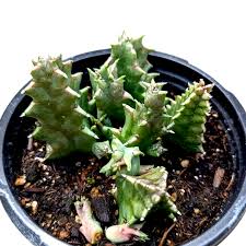 Image result for Huernia zebrina