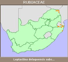 Image result for Leptactina