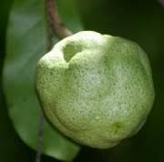 Image result for Monodora junodii