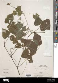 Image result for Rhynchosia elegans