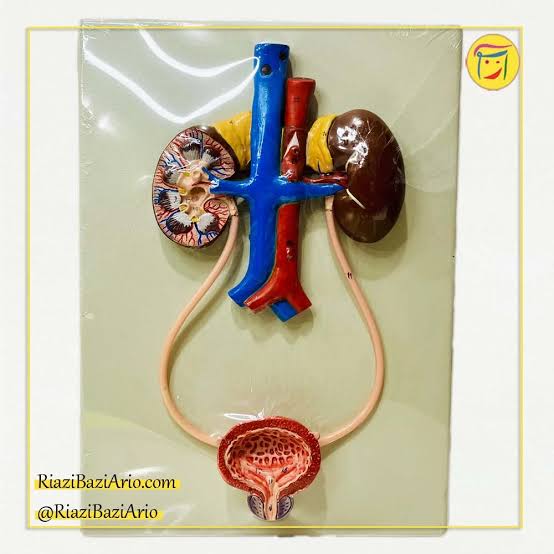 مولاژ دستگاه دفع ادرار (1 تکه دیواری)- آریو