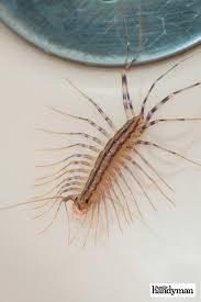 Here S Why You Should Never Kill A House Centipede Idee Per La Casa