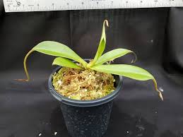 Image result for Nesaea spathulata
