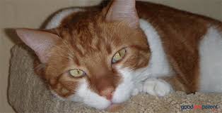 Due to the dilute nature of the ingredients, liver rescue is perfectly safe and does not stress organs that are. The 4 Most Common Causes Of Vomiting In Cats Good Pet Parent