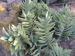 Image result for Crassula perfoliata