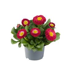 Image result for Bellis