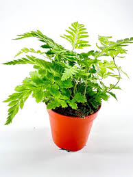 Image result for Rumohra