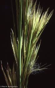 Image result for Andropogon ligulatus