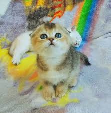 Whatever the case, if you're interested in something, be sure to contact the seller to inquire further. Scottish Fold Kitten For Sale Kitten