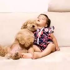 family おしゃれまとめの人気アイデア pinterest benjamin babaei 動画 犬のトレーニング 犬 赤ちゃん 可愛いワンちゃん