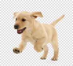 Dec 21, 2017 · the latest tweets from bleacher nation cubs (@bleachernation). Dog Dog Breed White Puppy Labrador Retriever Clipart Dog Dog Breed White Transparent Clip Art