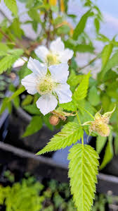 Image result for Rubus rosifolius