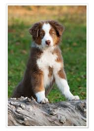 Unsere welpen wachsen mit familienanschluss auf. Katho Menden Australian Shepherd Welpe Poster Online Bestellen Posterlounge De
