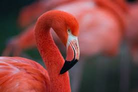 They range from about 90 to 150 cm (3 to 5 feet) tall. Der Flamingo Im Portrait