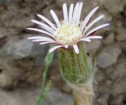 Image result for Gerbera piloselloides