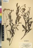 Image result for Microglossa pyrrhopappa