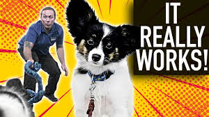 Not only as baby names, but also for our fur babies! 200 Popular And Meaningful Boxer Names For Your Dog K9 Web