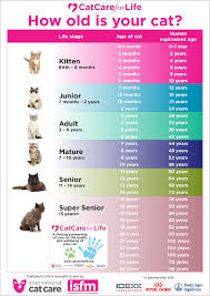 Missing cat poster 31282 gifs. Preventative Health Care For Your Cat International Cat Care