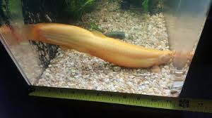 Weather Loach-Misgurnus Anguillicaudatus