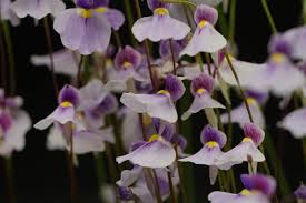 Image result for Utricularia appendiculata