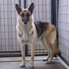 Check spelling or type a new query. Colorado Springs Co German Shepherd Dog Meet Acey A Pet For Adoption German Shepherd Dogs Shepherd Dog German Shepherd Puppies