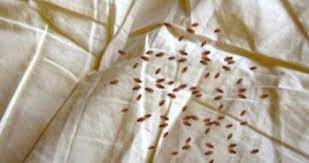 We proudly serve all pinellas county, including st. Cameron Termite Pest Control Bugs Saint Petersburg Fl