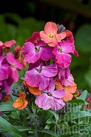 Planting, transplanting, repotting, pruning, feeding splitting & more! 97 Wallflower Ideas Wallflower Plants Flowers