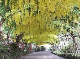 Bodnant Garden North Wales Bodnant Gardens Have A Spectacular Laburnum Arch Dream Garden Romantic Garden Garden