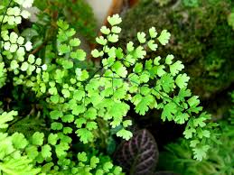 Image result for Adiantum comorense