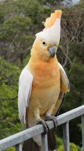 Birds That Start With Bu Pin By Lori B On Beautiful Animals Of The World In 2020 Australia Animals Beautiful Birds Australian Animals