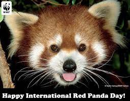 International Red Panda Day Red Panda Panda Facts Panda Habitat