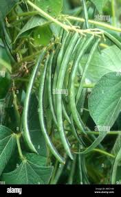 Image result for Vigna umbellata