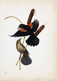 Birds Blooms Magazine Telephone Number Bird Of The Week 6 1 2014 Red Winged Blackbird Red Wing Blackbird Black Bird Bird Art