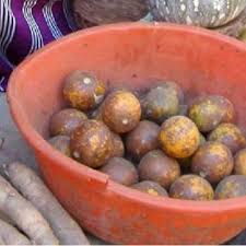 Image result for Strychnos cocculoides