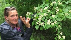 Check spelling or type a new query. Cornus Alternifolia An Unusual Pagoda Dogwood Tree Youtube
