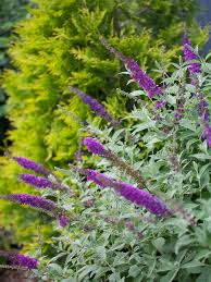 Buy butterfly bush and get the best deals at the lowest prices on ebay! Butterfly Bush How To Plant Grow And Care For Butterfly Bushes Hgtv