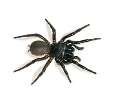 It is a venomous spider with a bite capable of causing serious injury or death in humans if left untreated. Sydney Funnel Web Spider Facts Identification Pictures
