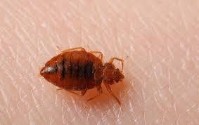 It's important to know what infestations are actually horrible enough to require immediate action. Get Rid Of Stubborn Pests With Pest Control Service Bed Bugs Pest Control Services Pest Control