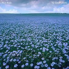 Geoff Dor Photography Image Page Flax Linseed Nature Photography Gorgeous Scenery Wildlife Photography