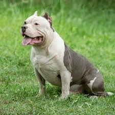 Their cost runs between $300 and $500 on. Pitbull Colors Rare Uncommon Colors Of Pitbulls